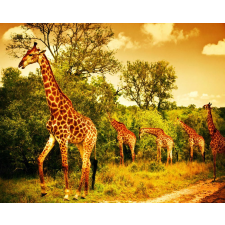  MÉDIA Öntapadó és mosható fotótapéta, 220 x 135 cm, Zsiráfok a szavannán tapéta, díszléc és más dekoráció