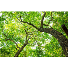  MÉDIA öntapadós és mosható fali fotótapéta, Fák, 220 x 135 cm tapéta, díszléc és más dekoráció