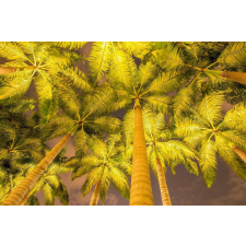  MÉDIA Pálmafa reflektorban matrica, 220 x 135 cm tapéta, díszléc és más dekoráció