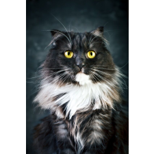  Média Pisica 9 tapéta, 135 x 225 cm tapéta, díszléc és más dekoráció