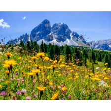  Media "Természet 101" tapéta, 135 x 225 cm tapéta, díszléc és más dekoráció