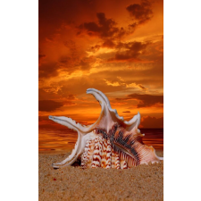  Média Strand mintás tapéta, tengeri kagylókkal, alkonyatkor, 135 x 225 cm tapéta, díszléc és más dekoráció