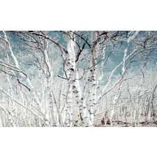  MÉDIA Tapéta, Nyírfa erdő, 220 x 135 cm tapéta, díszléc és más dekoráció