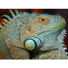  Média vászonfestmény Iguana 1, 105 x 70 cm grafika, keretezett kép