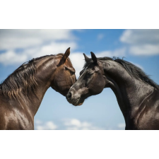  MÉDIA vászonkép, Állatok, 105 x 70 cm grafika, keretezett kép