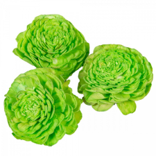  Ming boglárka zöld 6cm 25db-os dekorációs kellék