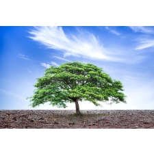  Natura38 öntapadó és mosható fali tapéta, 200 x 150 cm tapéta, díszléc és más dekoráció