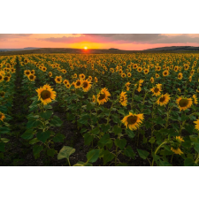  Natura41 öntapadó és mosható fali tapéta, 250 x 200 cm tapéta, díszléc és más dekoráció