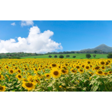  Natura79 öntapadó és mosható fali tapéta, 250 x 200 cm tapéta, díszléc és más dekoráció