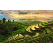  Natura87 öntapadós tapéta, 250 x 150 cm tapéta, díszléc és más dekoráció