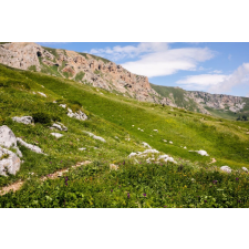  Natura90 öntapadós és mosható fali tapéta, 200 x 150 cm tapéta, díszléc és más dekoráció