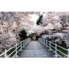  Natura91 öntapadós tapéta, 250 x 200 cm tapéta, díszléc és más dekoráció