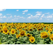  Natura96 öntapadós tapéta, 200 x 150 cm tapéta, díszléc és más dekoráció