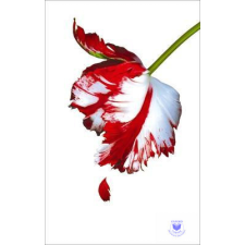  New Moon (White Cover) idegen nyelvű könyv