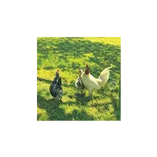 Nortene Fém csirkeháló, 3x csavart hatszög drótháló, 41 mm szemméret, Galvanex (1x10m) kerti dekoráció