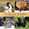  Northwoods Wildlife 2026 12 X 12 Wall Calendar (Naptár/Határidőnapló)