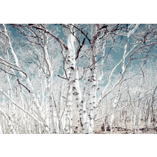  Nyírerdei tapéta, 350 x 250 cm tapéta, díszléc és más dekoráció