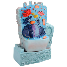 OEM Anatómiai Modell - Állati Sejt - 2 részes - 21x11x31cm oktatójáték
