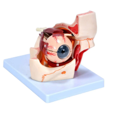 OEM Anatómiai Szemmodell - 10 részes - 3x méretarány oktatójáték