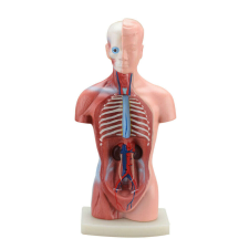 OEM Anatómiai Torzó Modell - Emberi Test - 26 cm oktatójáték