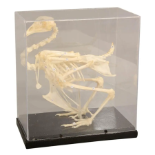 OEM Csontvázmodell – csirke oktatójáték