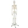 OEM Emberi csontváz - 170 cm