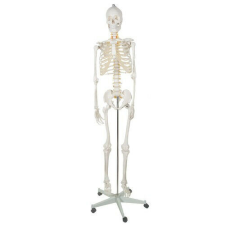 OEM Emberi csontváz - 170 cm oktatójáték