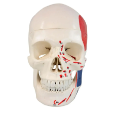 OEM Koponya izomzattal - 3 részre bontható oktatójáték