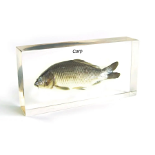 OEM Pontypreparátum oktatójáték