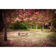 OEM Tablou vászonpark cseresznyevirágokkal áprilisban, 80x50cm, tabloucanvas1204 grafika, keretezett kép