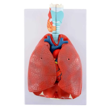 OEM Tüdőmodell szívvel és gégével, 7 részes oktatójáték