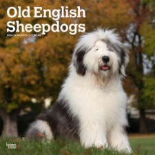 Old English Sheepdogs 2024 Square naptár, kalendárium