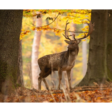  Öntapadó és mosható falfestmény Animal32 Deer, 300 x 200 cm tapéta, díszléc és más dekoráció