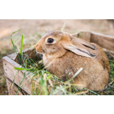  Öntapadó és mosható falfestmény Animal33 Rabbit, 300 x 200 cm tapéta, díszléc és más dekoráció