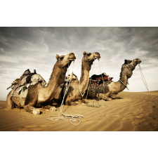  Öntapadó és mosható falfestmény Animal36 Camels, 250 x 200 cm tapéta, díszléc és más dekoráció
