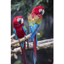  Öntapadó és mosható falfestmény Birds9, 150 x 205 cm tapéta, díszléc és más dekoráció
