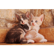  Öntapadó és mosható falfestmény Cat17 Két golyó, 200 x 150 cm tapéta, díszléc és más dekoráció