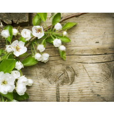  Öntapadó és mosható falfestmény Cseresznyevirágok, 200 x 150 cm tapéta, díszléc és más dekoráció
