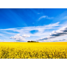  Öntapadó és mosható falfestmény Erdő repcében, 250 x 200 cm tapéta, díszléc és más dekoráció