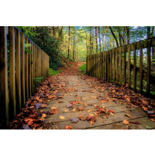  Öntapadó és mosható falfestmény Erdőpadló, 200 x 150 cm tapéta, díszléc és más dekoráció