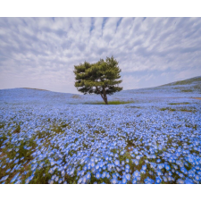  Öntapadó és mosható falfestmény Fa kék mezőben, 250 x 200 cm tapéta, díszléc és más dekoráció
