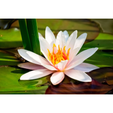  Öntapadó és mosható falfestmény Fehér tavirózsa, 350 x 200 cm tapéta, díszléc és más dekoráció