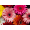  Öntapadó és mosható falfestmény Flori158 Tarka gerberák, 250 x 200 cm