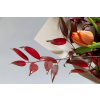  Öntapadó és mosható falfestmény Flori160 Tulipán és leucadendron csokor, 250 x 200 cm