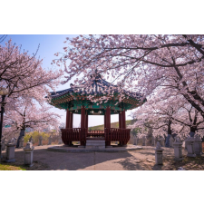  Öntapadó és mosható falfestmény Flori170 Pavilon cseresznyevirággal, 350 x 200 cm tapéta, díszléc és más dekoráció