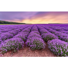 Öntapadó és mosható falfestmény Flori27, 300 x 200 cm tapéta, díszléc és más dekoráció