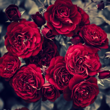  Öntapadó és mosható falfestmény Flori31, 250 x 200 cm tapéta, díszléc és más dekoráció