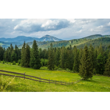  Öntapadó és mosható falfestmény Natura155 Rétek és fenyők, 400 x 250 cm grafika, keretezett kép