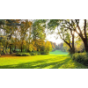  Öntapadó és mosható falfestmény Ősz a parkban, 250 x 200 cm