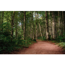  Öntapadó és mosható falfestmény Padure63 pályával, 250 x 150 cm tapéta, díszléc és más dekoráció